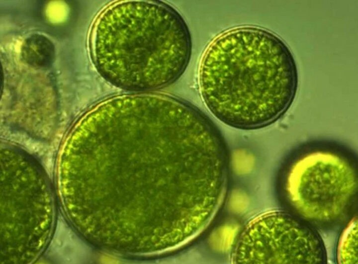 Chlorella Market