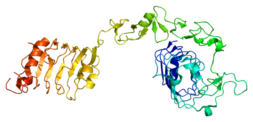 Insulin Like Growth Factor 1 Receptor